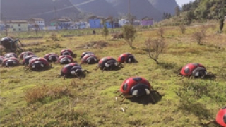 葛秀支：艺术乡建何为