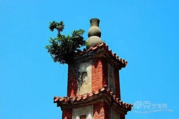 福建388年古塔长树 文保中心为何要铲除