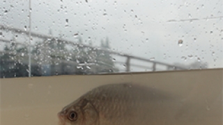 上海双年展“水体”的城市项目：从莘庄水系到孙科别墅的过程