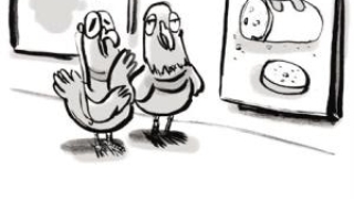 谁是世界上最厉害的画家？鸽子知道